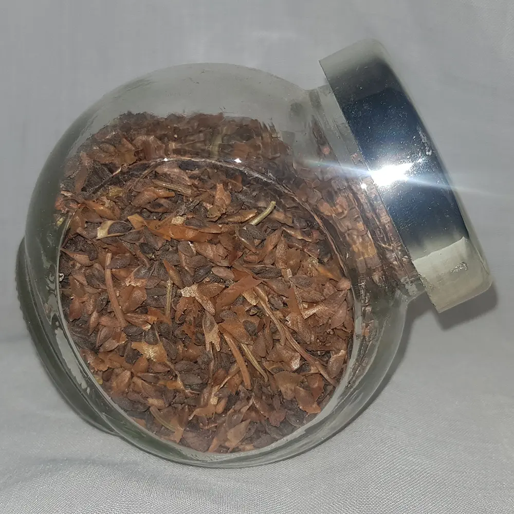 Silver fir seeds (Abies alba)