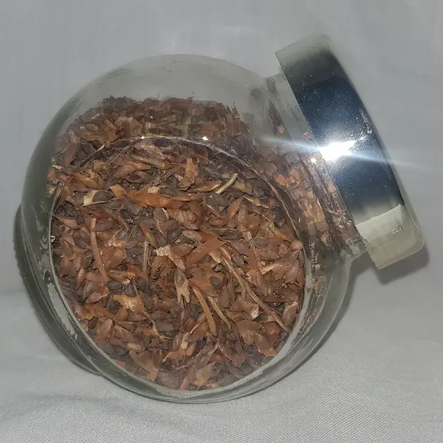 Silver fir seeds (Abies alba)