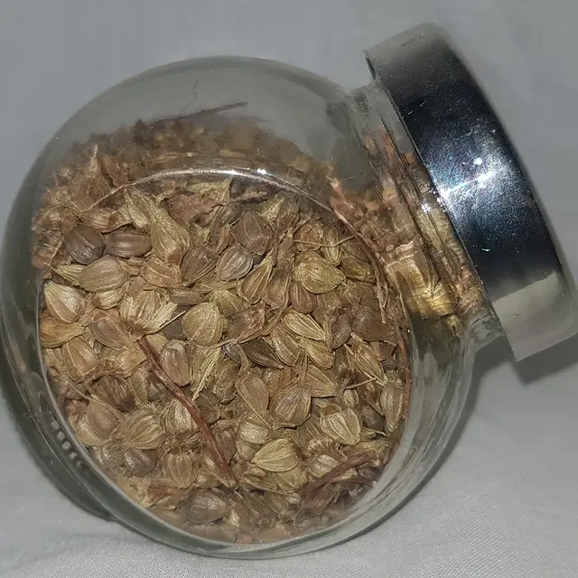 Hornbeam seeds (Carpinus betulus)