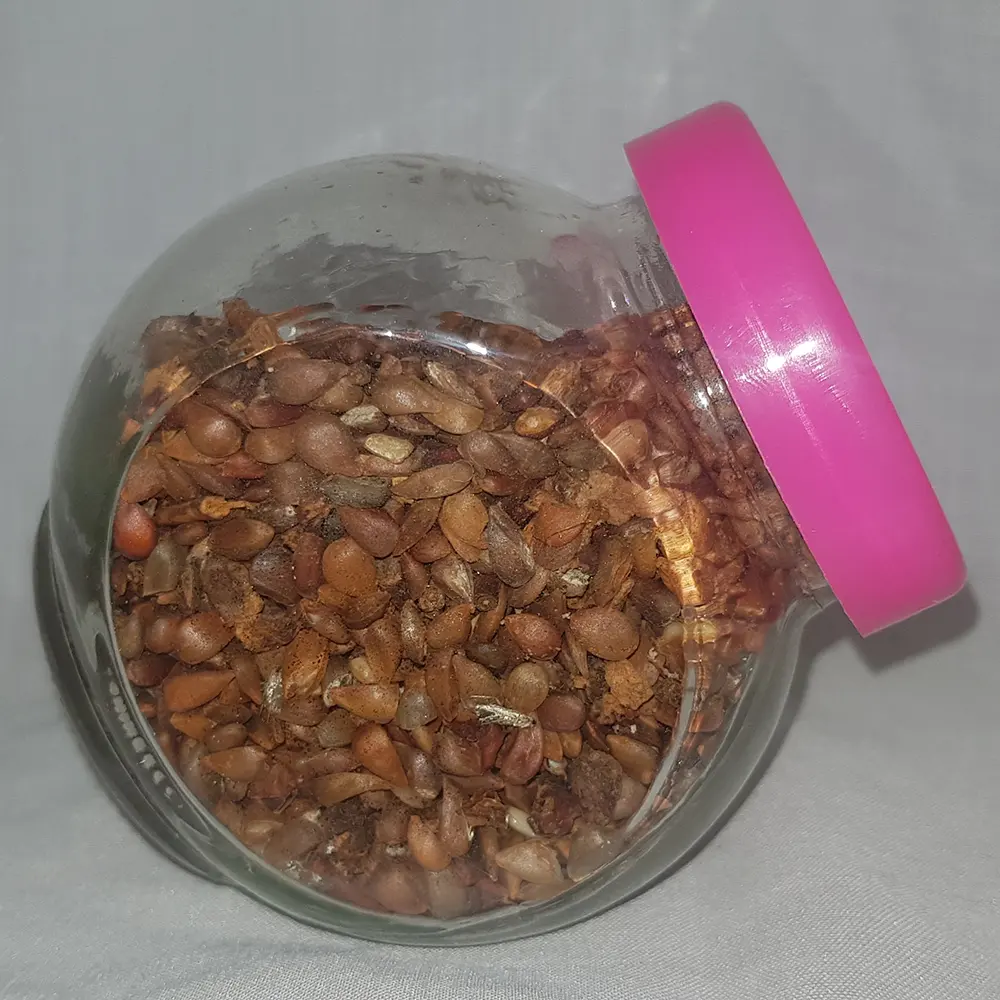 Wild apple seeds (Malus sylvestris)