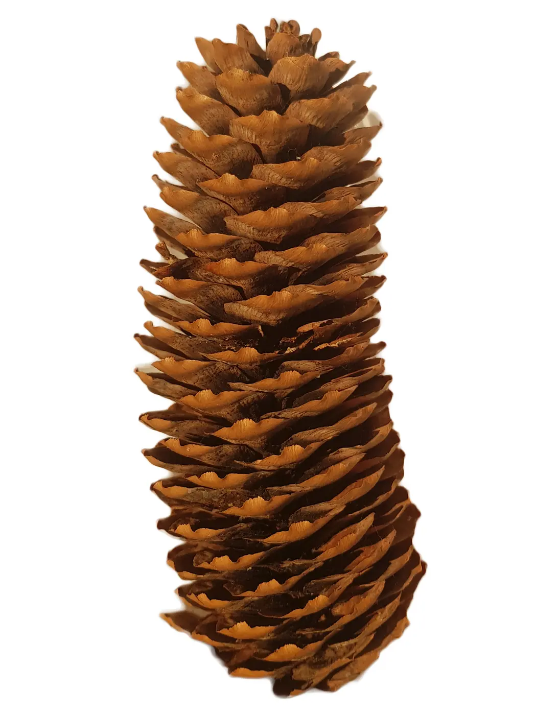 Norway spruce cones (Picea abies)