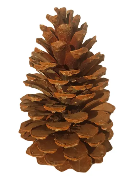Maritime pine cones (Pinus maritima)