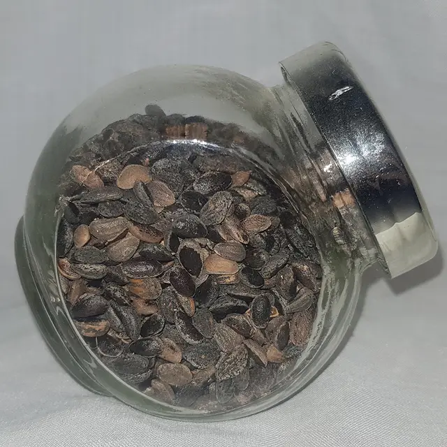 Maritime pine seeds (Pinus maritima)