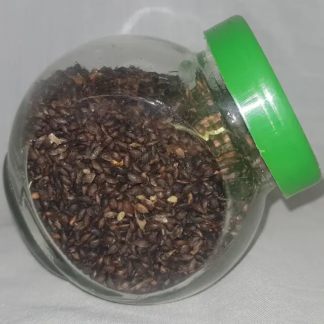 Mountain pine seeds (Pinus mugo)