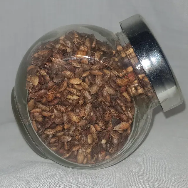 Black pine seeds (Pinus nigra)