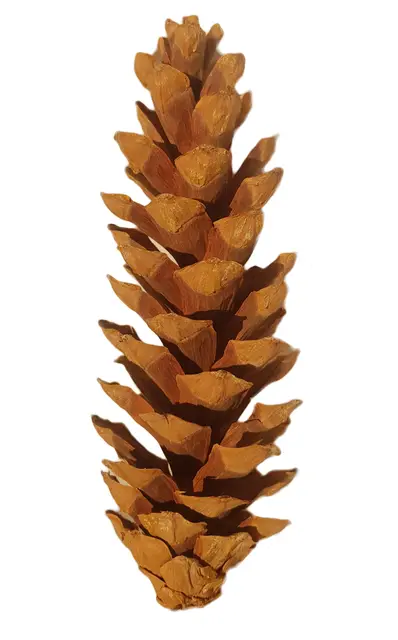 Macedonian pine cones (Pinus peuce)