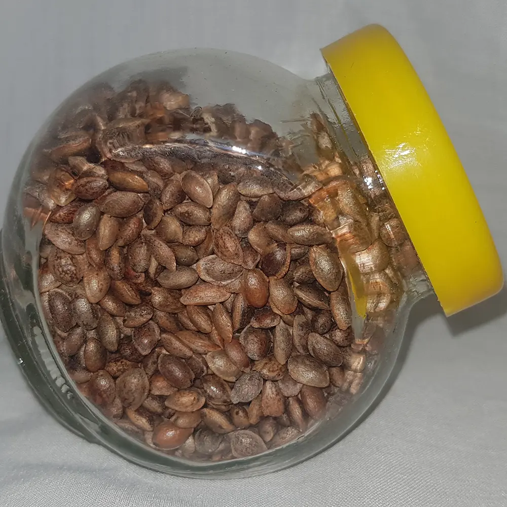 Macedonian pine seeds (Pinus peuce)