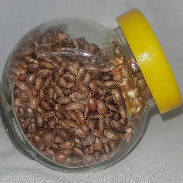 Macedonian pine seeds (Pinus peuce)