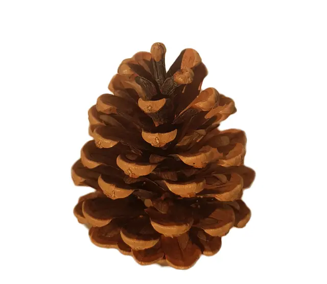 Stone pine cones (Pinus pinea)
