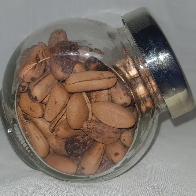 Stone pine seeds (Pinus pinea)