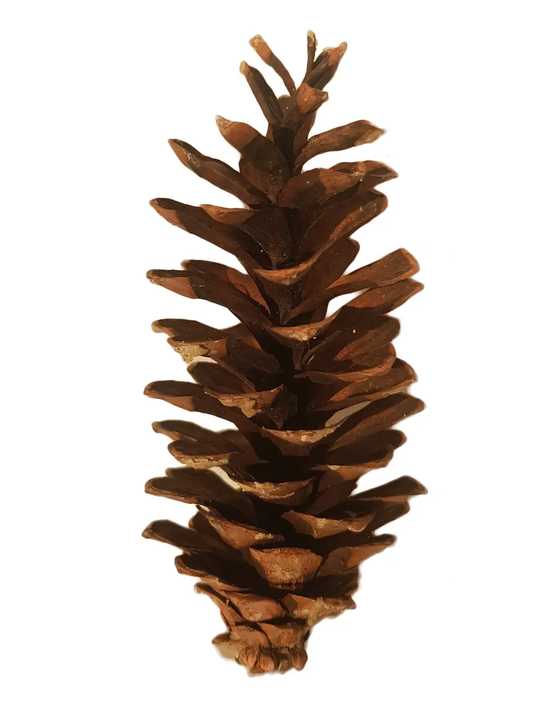 Eastern white pine cones (Pinus strobus)