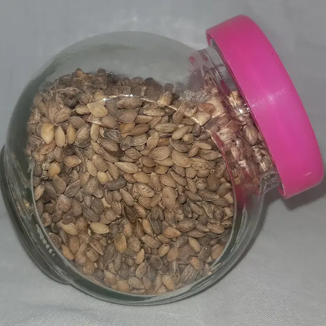 Scots pine seeds (Pinus sylvestris)