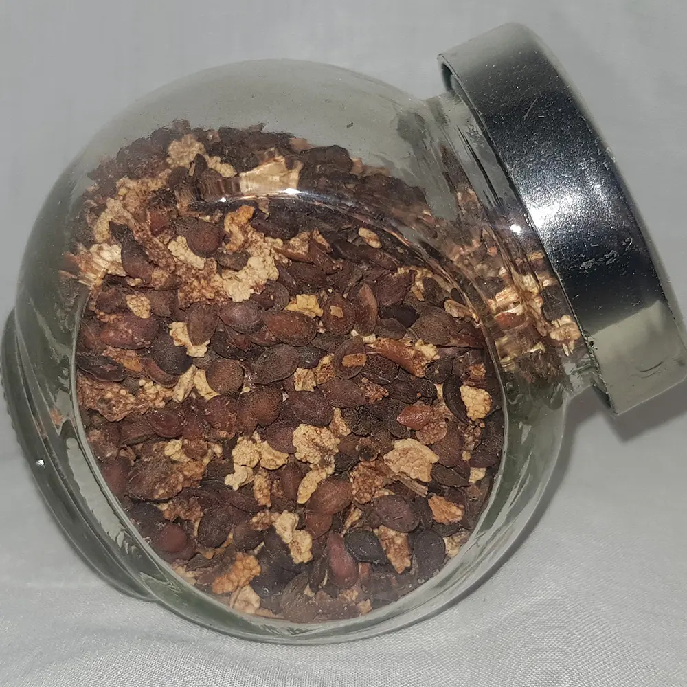 Pear seeds (Pyrus communis)