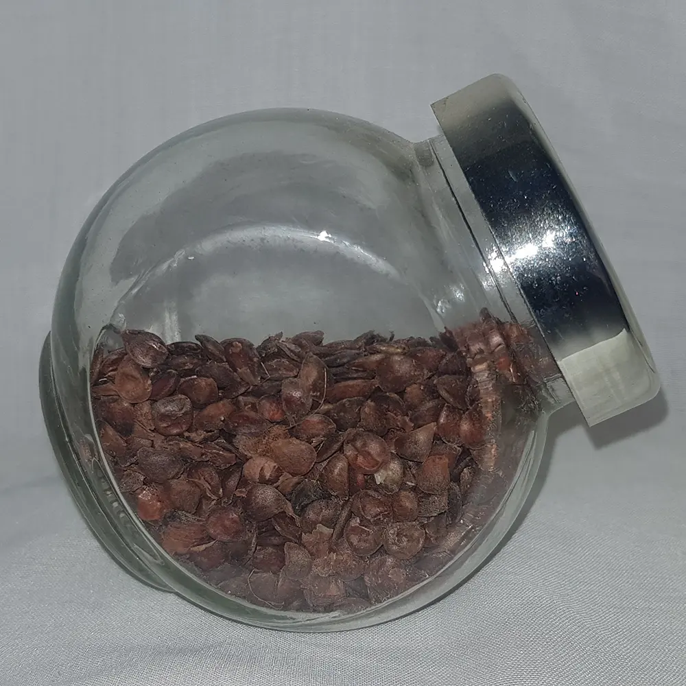 Service tree seeds (Sorbus domestica)