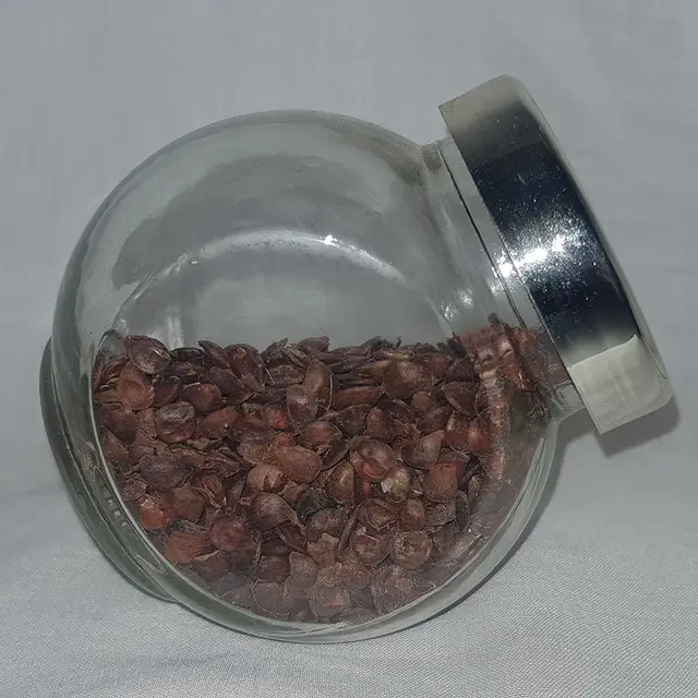 Service tree seeds (Sorbus domestica)